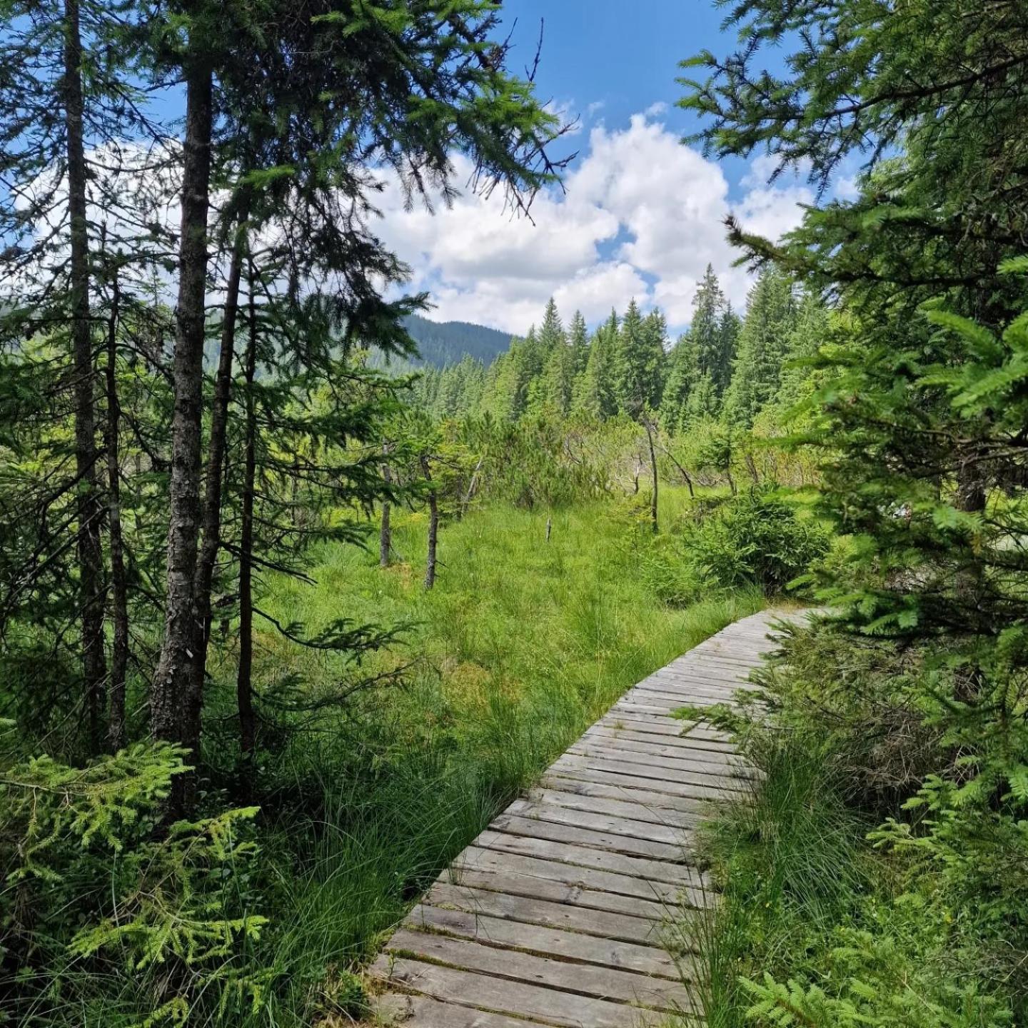 Forest Apartments Pokljuka Zgornje Gorje Εξωτερικό φωτογραφία