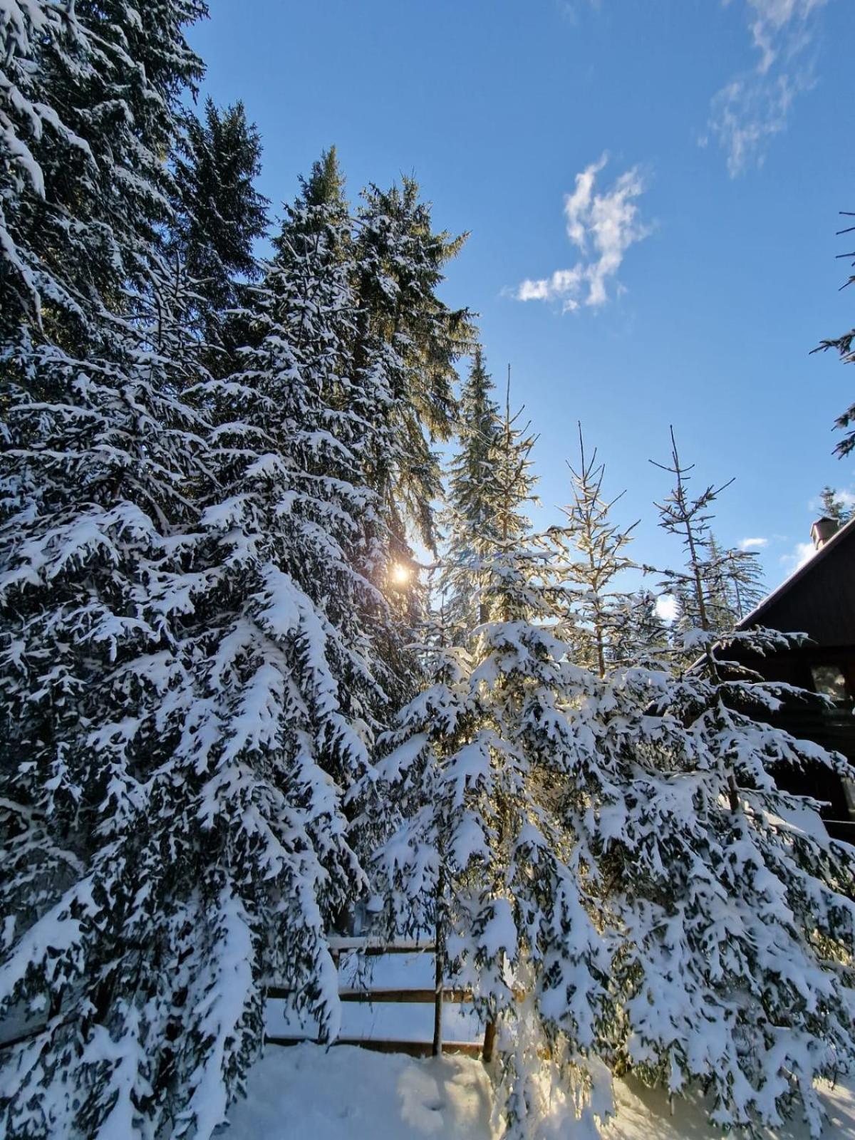 Forest Apartments Pokljuka Zgornje Gorje Εξωτερικό φωτογραφία