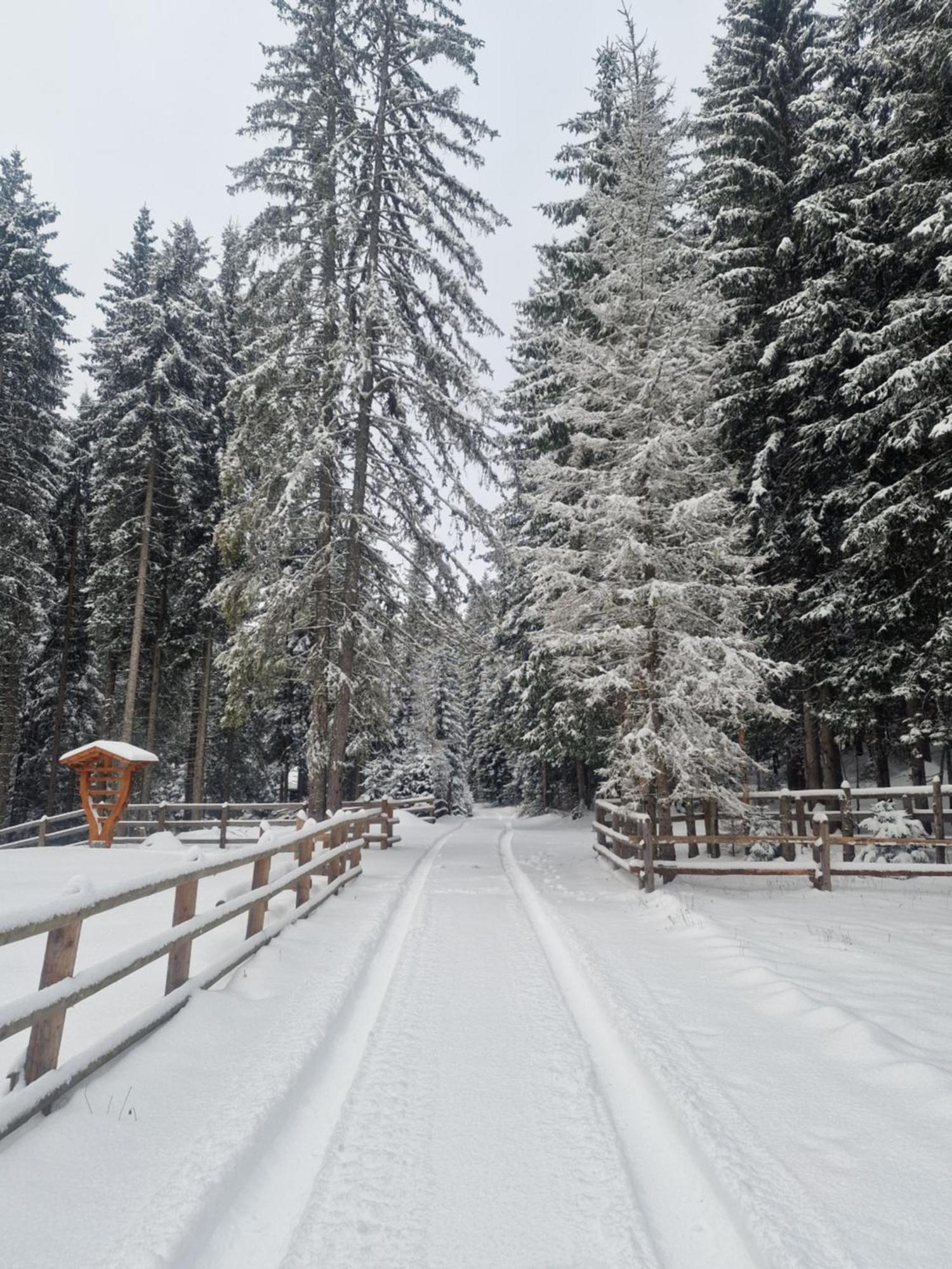 Forest Apartments Pokljuka Zgornje Gorje Εξωτερικό φωτογραφία