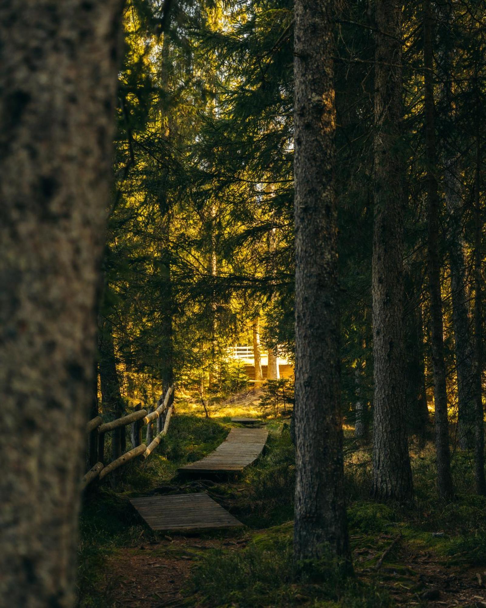 Forest Apartments Pokljuka Zgornje Gorje Εξωτερικό φωτογραφία